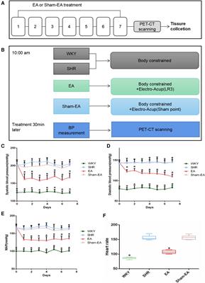 The central mechanisms of electroacupuncture at LR3 in the treatment of spontaneous hypertension: a PET and mRNA transcriptome study